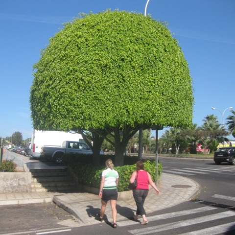 Þeir kunna að klippa tré á Tenerife.