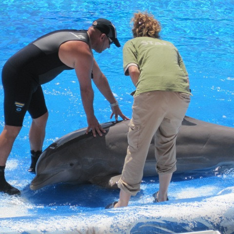 Á höfrungasýningu.