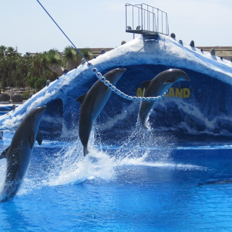 Á höfrungasýningu.