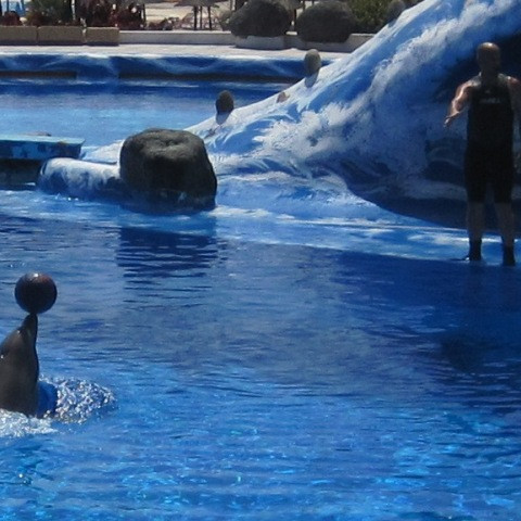 Á höfrungasýningu.