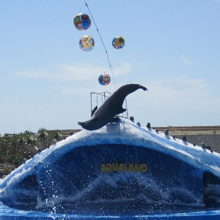 Á höfrungasýningu.