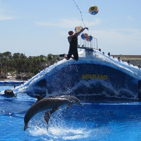 Á höfrungasýningu.