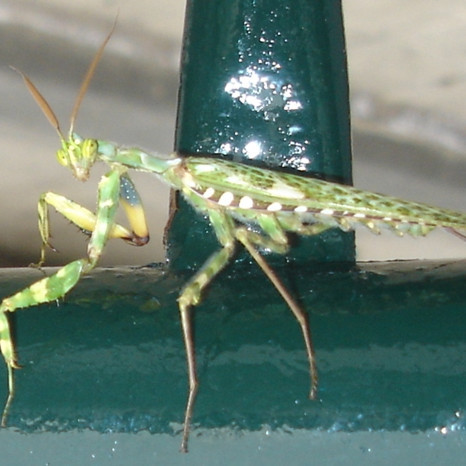 Þessa flotta engispretta heimsótti okkur í laugina.